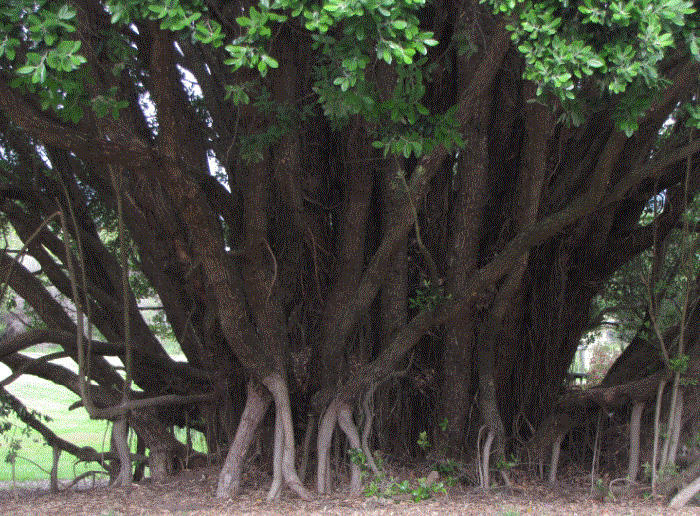 placehold