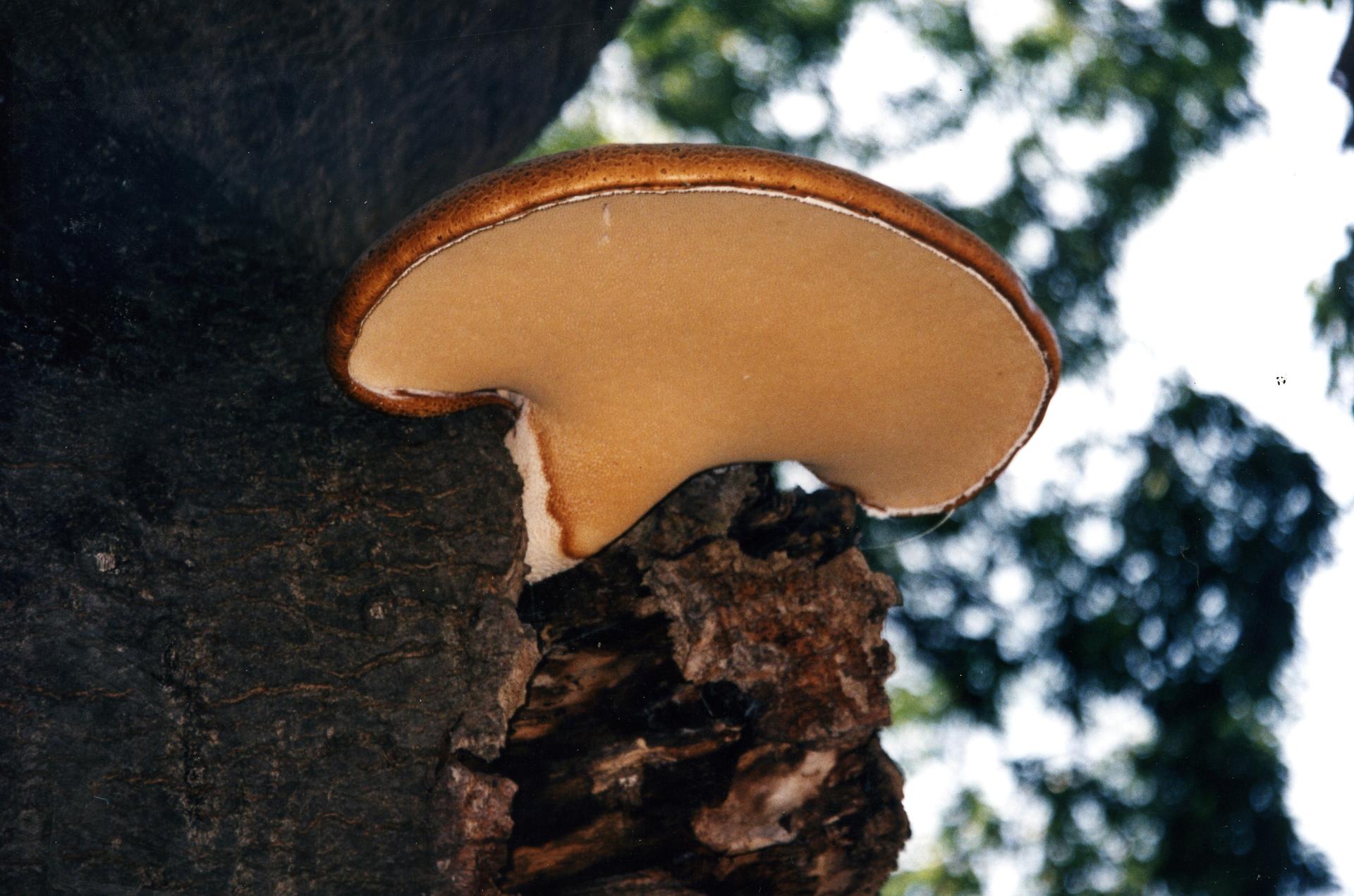 placehold