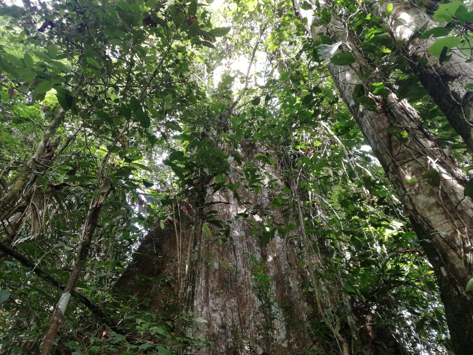 placehold