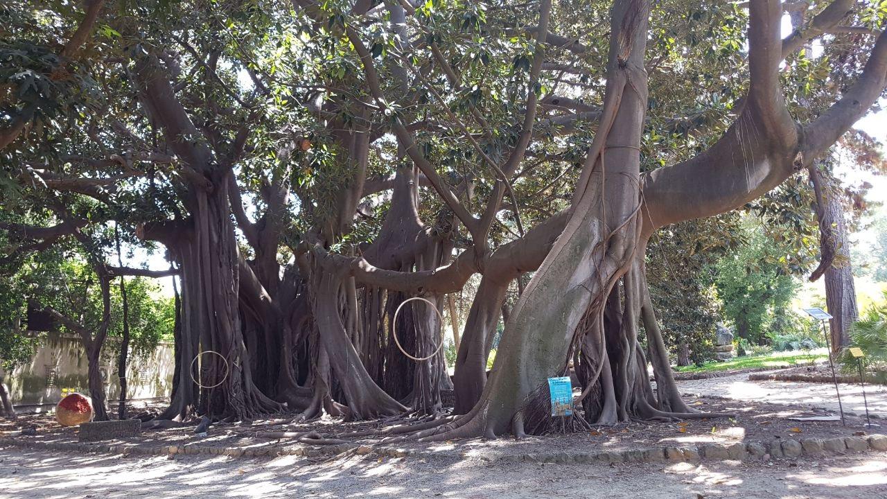 Il grande ficus dell’Orto Botanico di Palermo Giant Trees Foundation