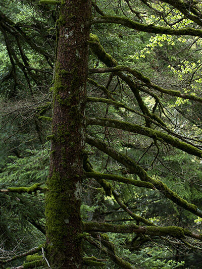 L'Abete dei Briganti - finalista 2023 | Giant Trees Foundation