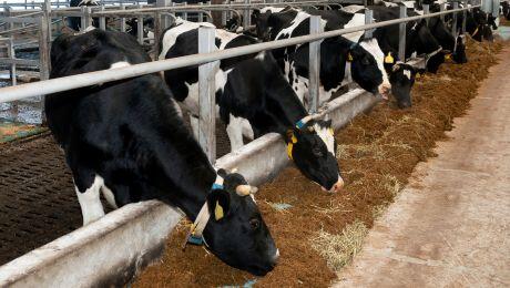 Livestock farming